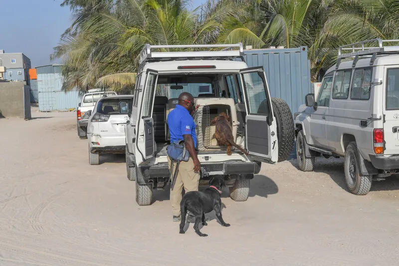 6.-dogs_being-loaded-into-the-car.jpg